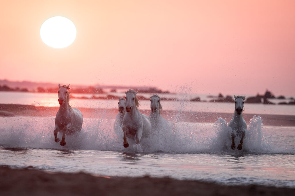 Camargue Sauvage
