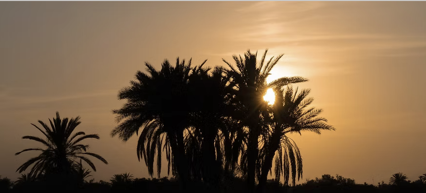 \"Wüstenpferde\" Djerba